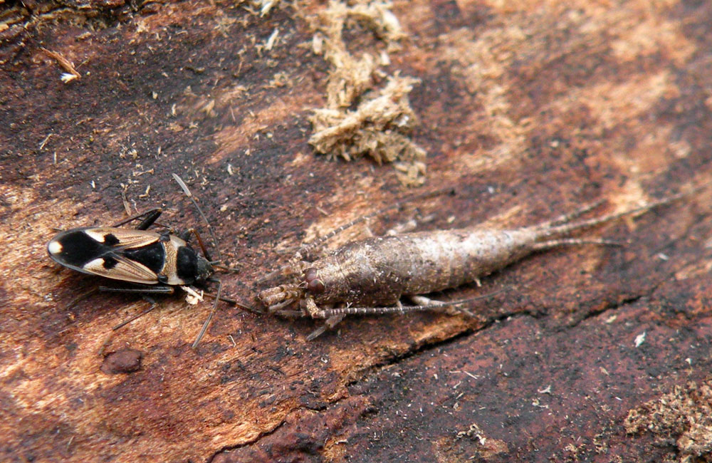 Dall''Appennino Reggiano: Machilidae: Lepismachilis sp.